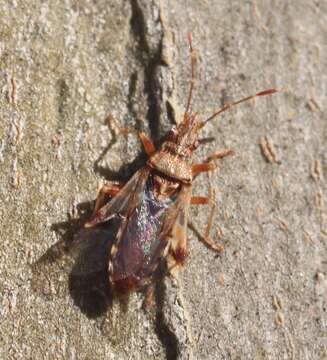 Image of sycamore seed bug