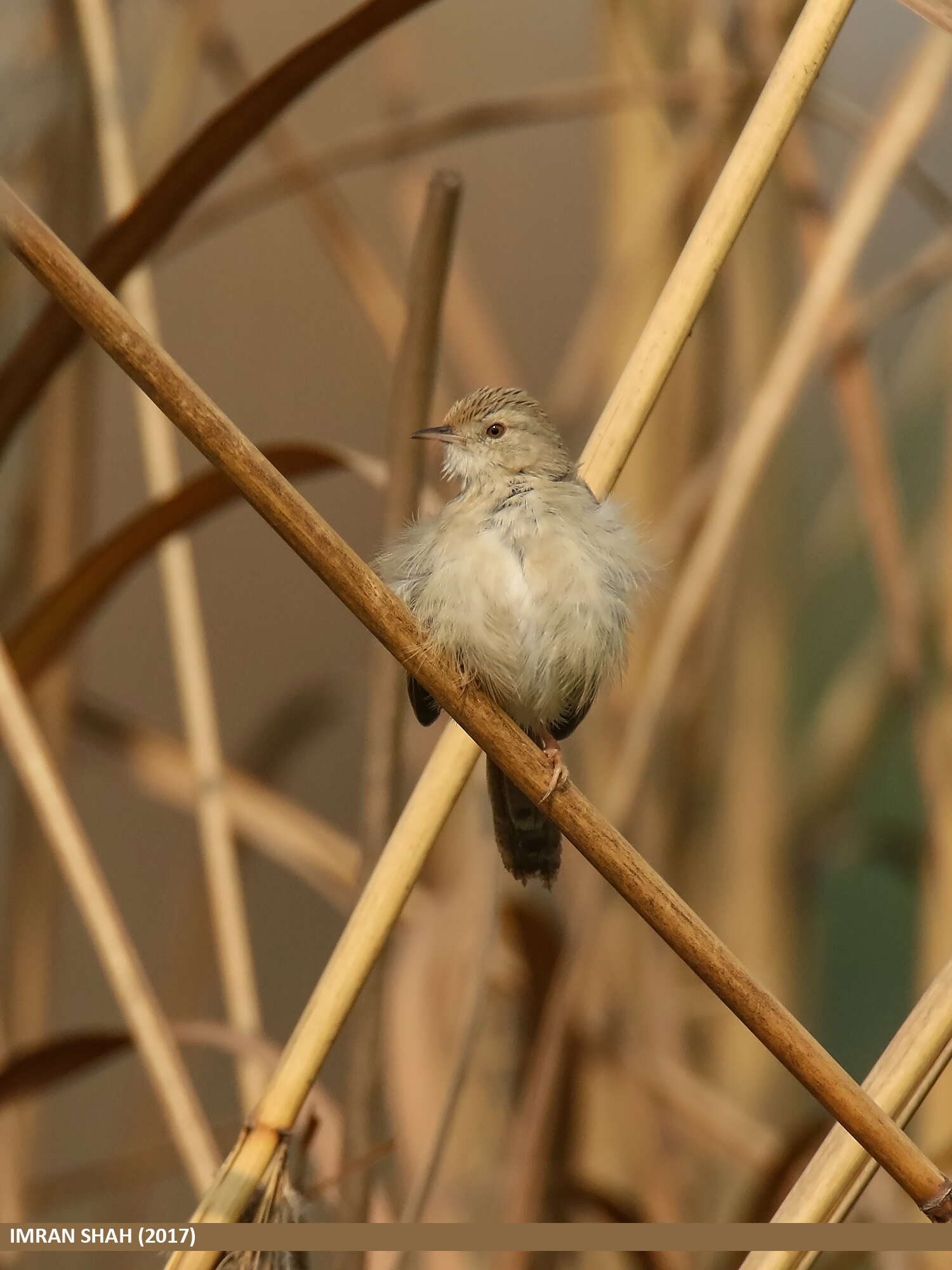 Слика од Prinia gracilis (Lichtenstein & Mhk 1823)
