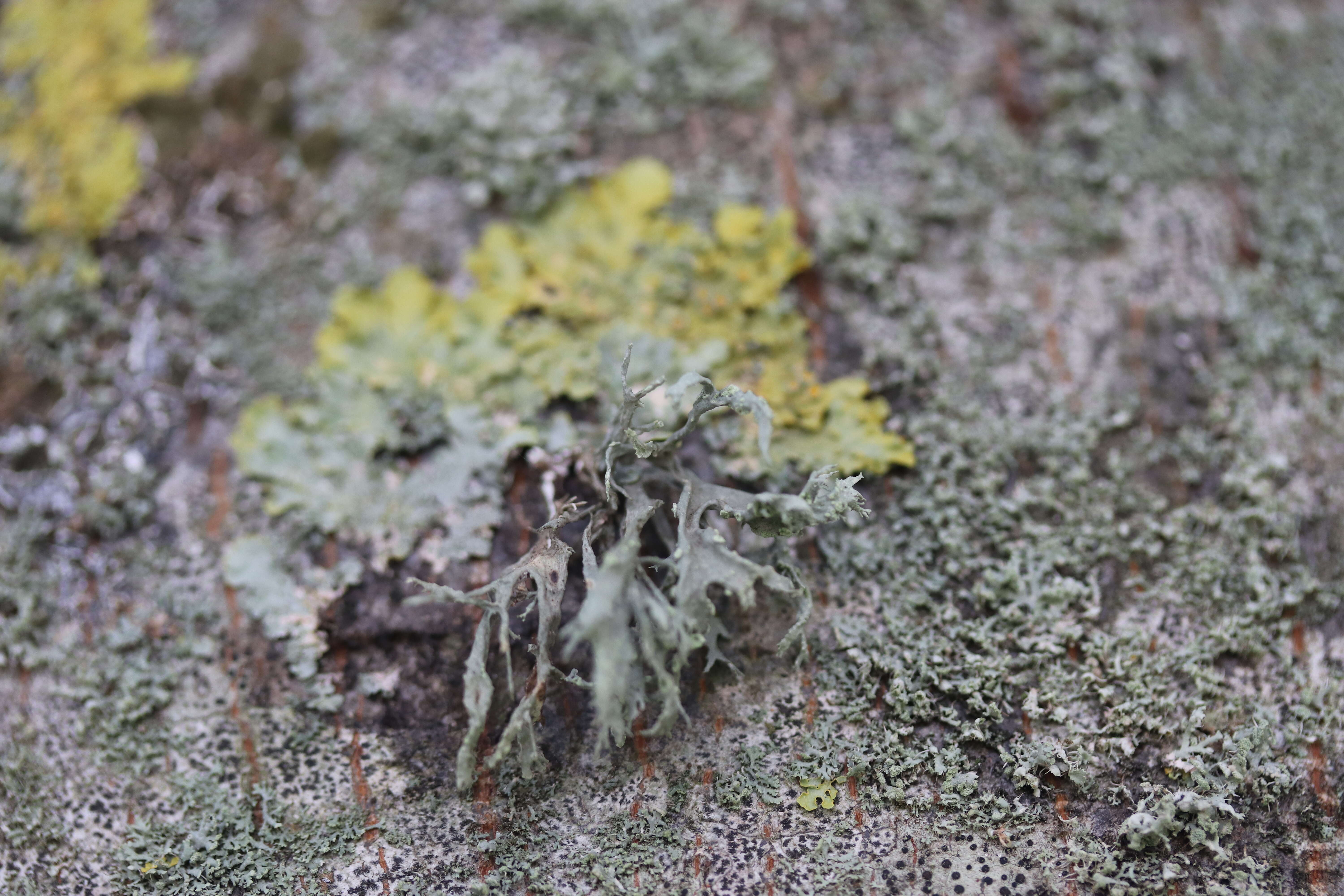 Image of farinose cartilage lichen