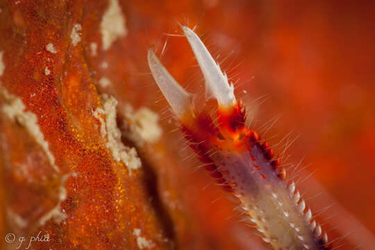 Image of Banded Coral Shrimp