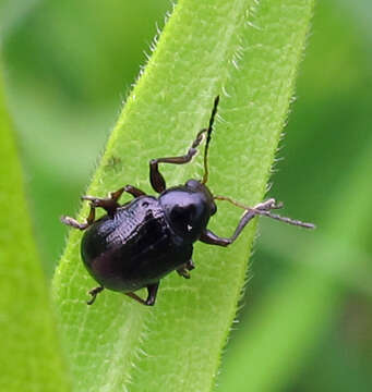 Image of Paria thoracica (F. E. Melsheimer 1847)