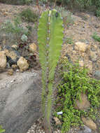 Image of Cereus aethiops Haw.