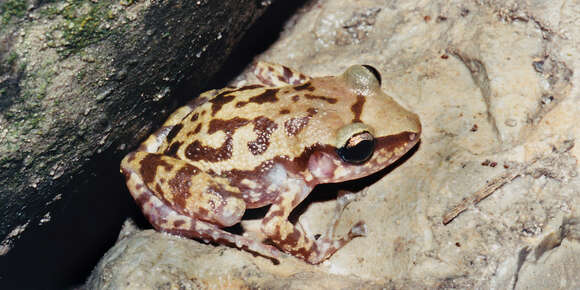 Image of Rainfrogs