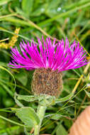 Centaurea nervosa Willd. resmi