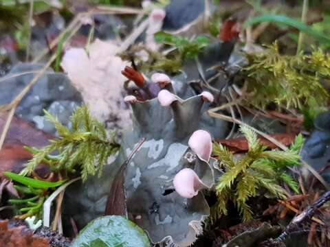 Image of felt lichen