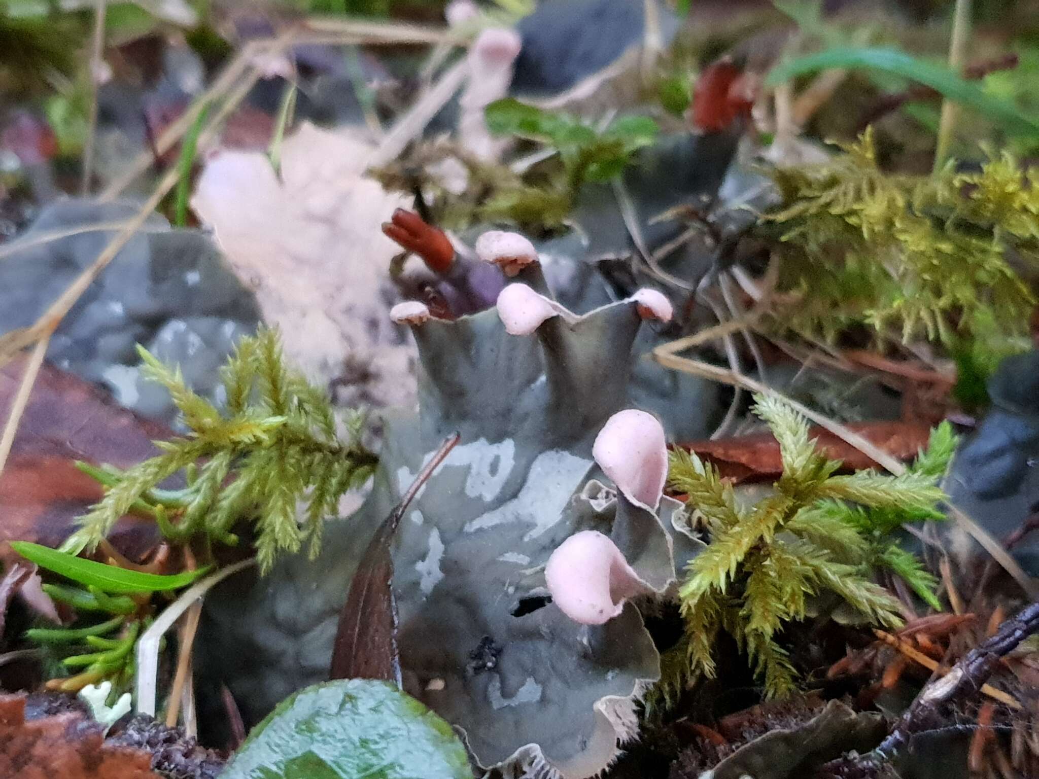 Image of felt lichen