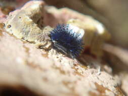 Image of Blue Tube Worm