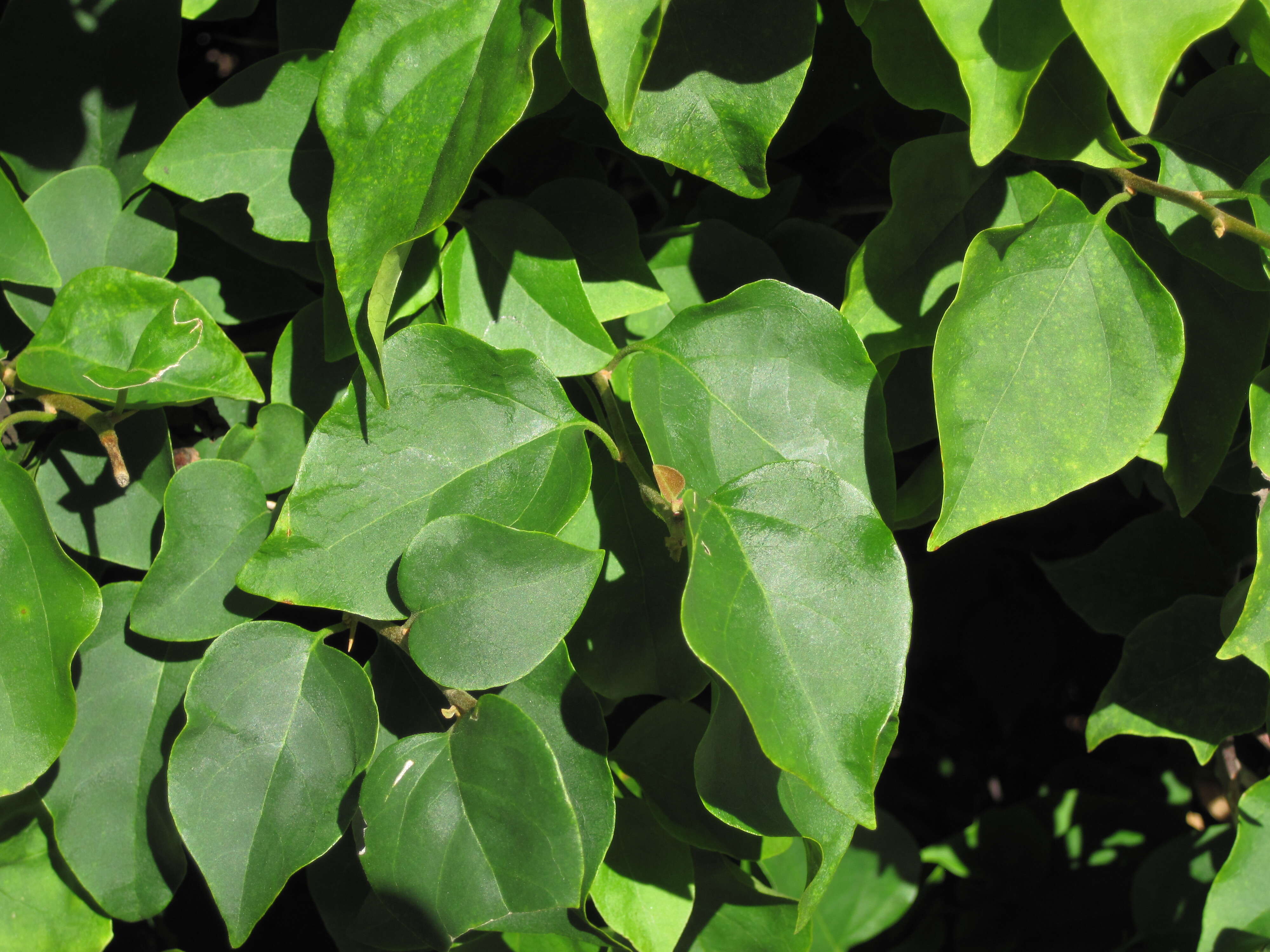 Слика од Bougainvillea glabra Choisy