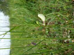 Image of smooth yellow vetch