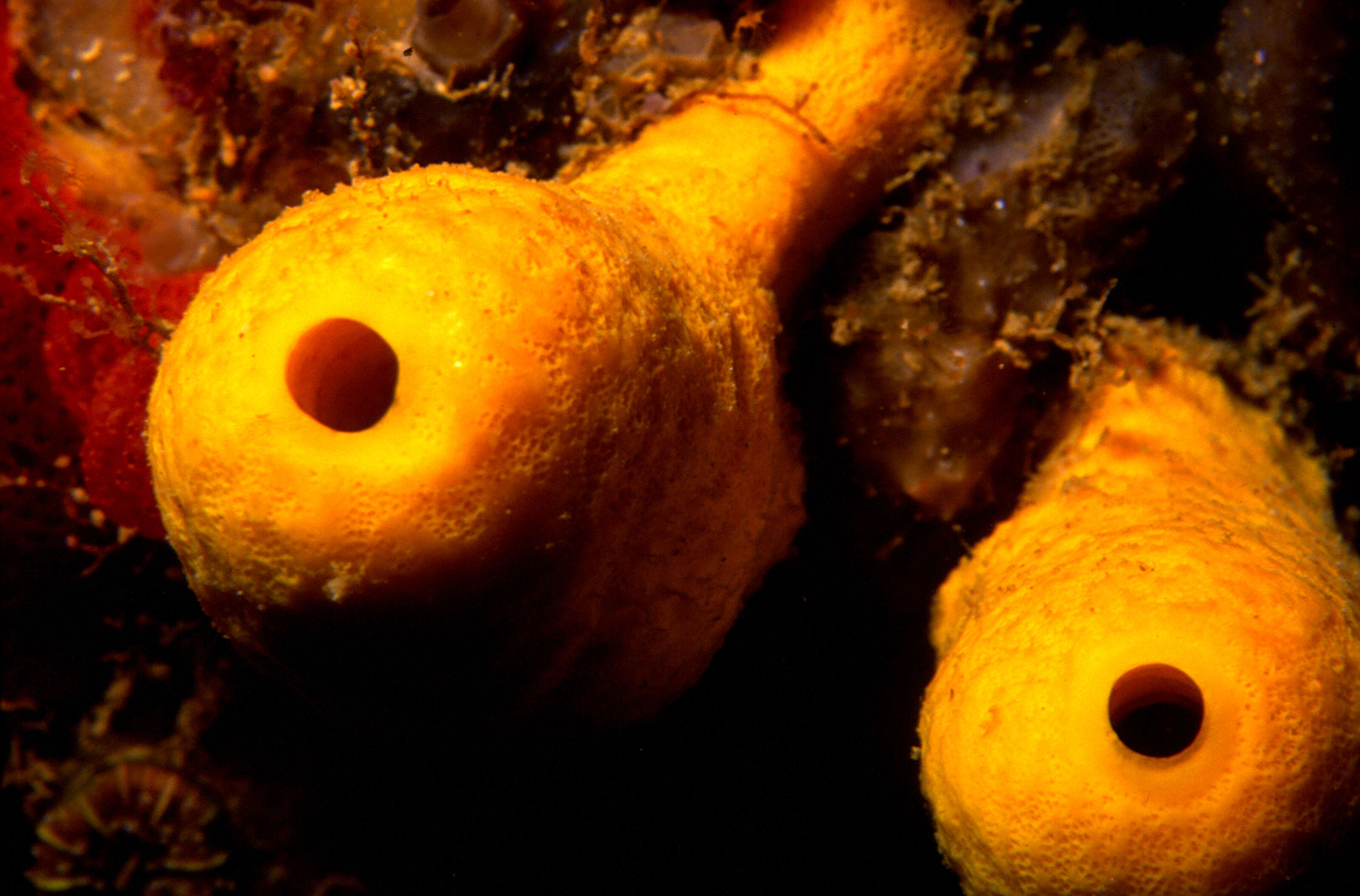 Image of yellow cave-sponge