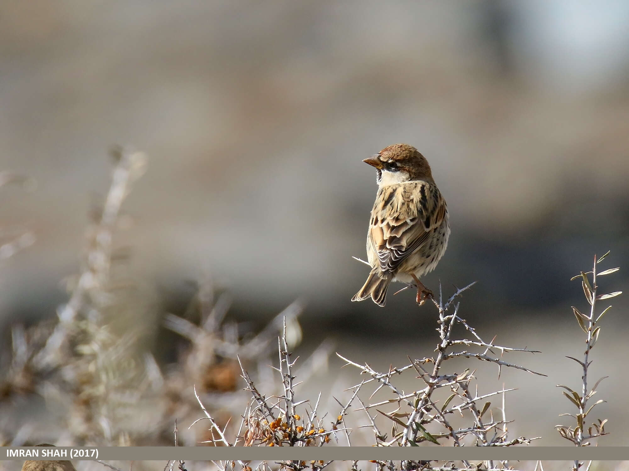 Image of Spanish Sparrow