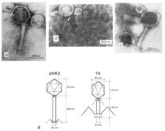 Sivun Myoviridae kuva