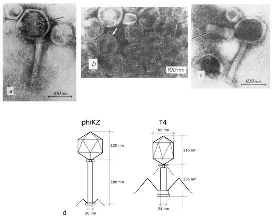 Sivun Myoviridae kuva