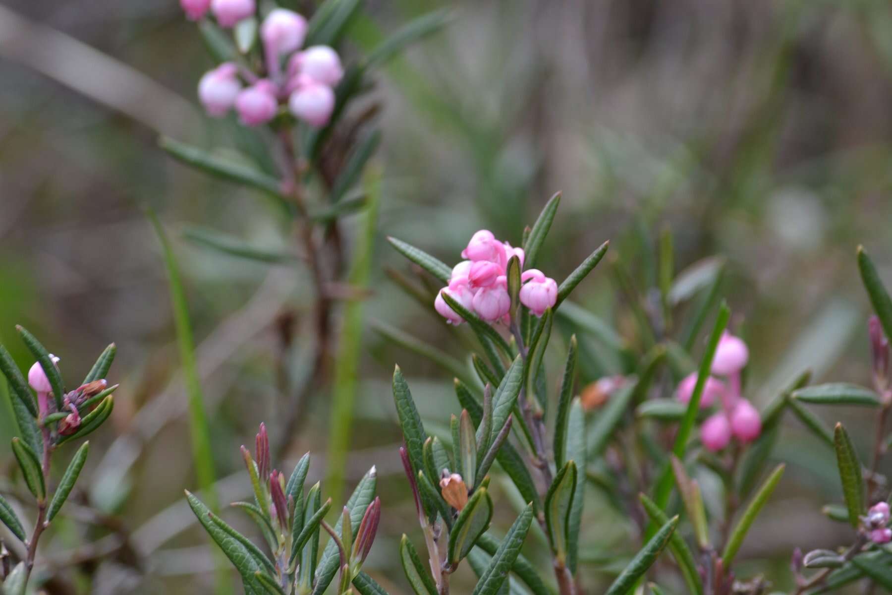 Image of bog rosemary