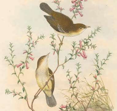 Image of Yellow-bellied Gerygone