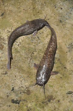 Image of Walking catfish