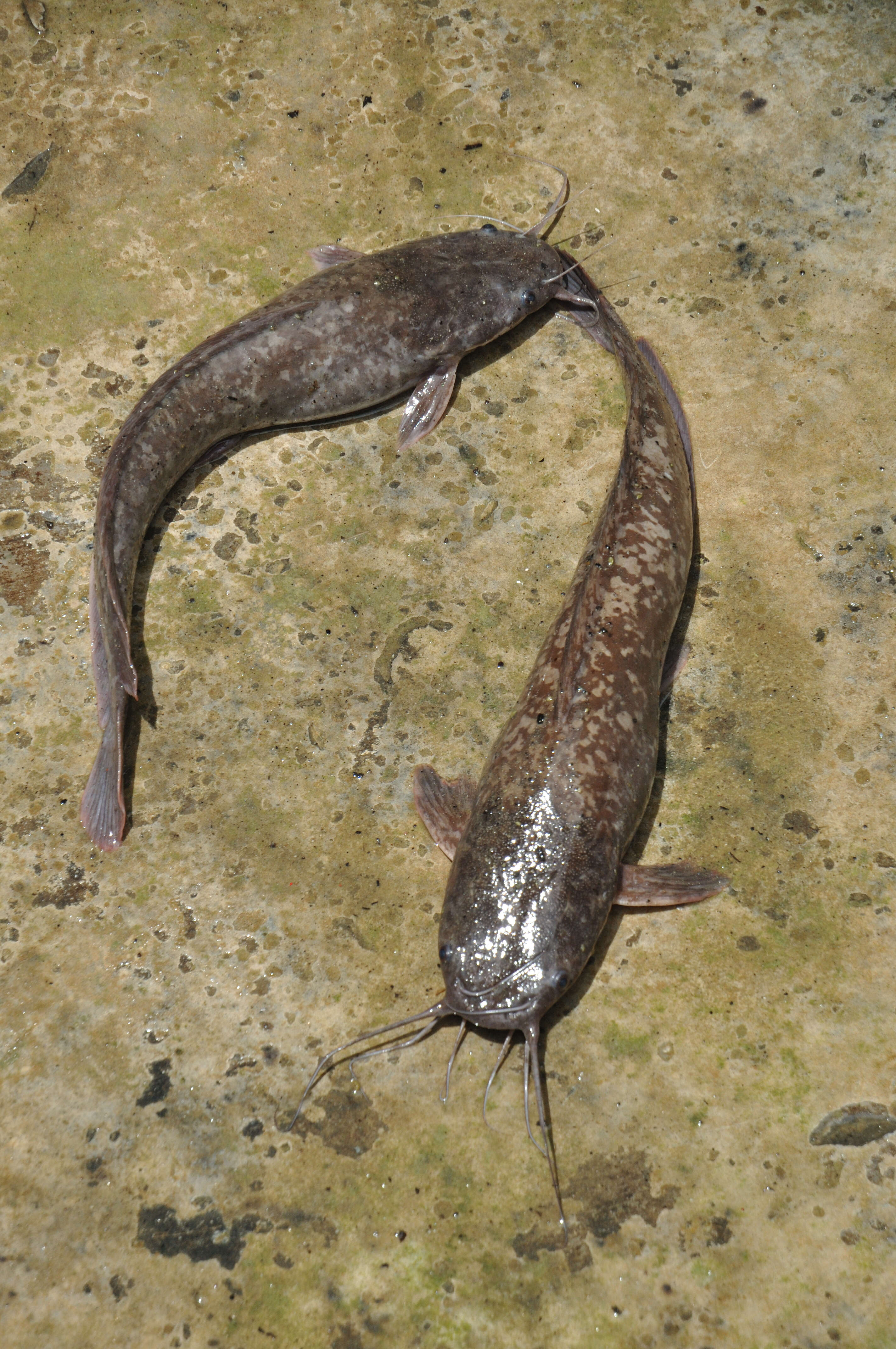 Image of Walking catfish