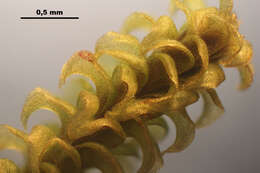 Image of paludella moss