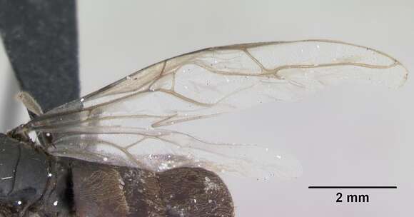 Imagem de Lasius platythorax Seifert 1991