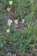 Imagem de Trifolium montanum L.