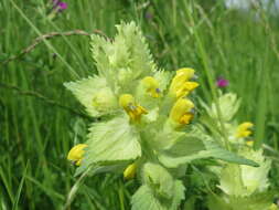 Image of European yellow rattle