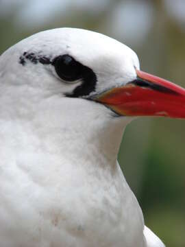 Image of Red-tailed Tropicbird