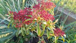 Image of mountain laurel