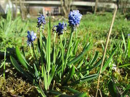 Imagem de Muscari armeniacum H. J. Veitch