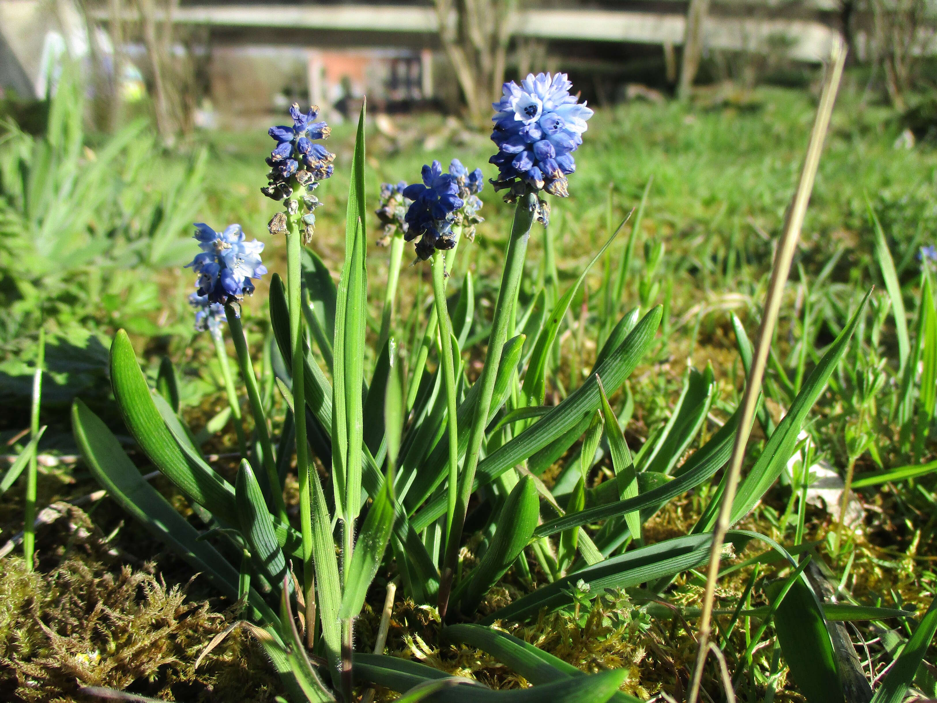 Imagem de Muscari armeniacum H. J. Veitch