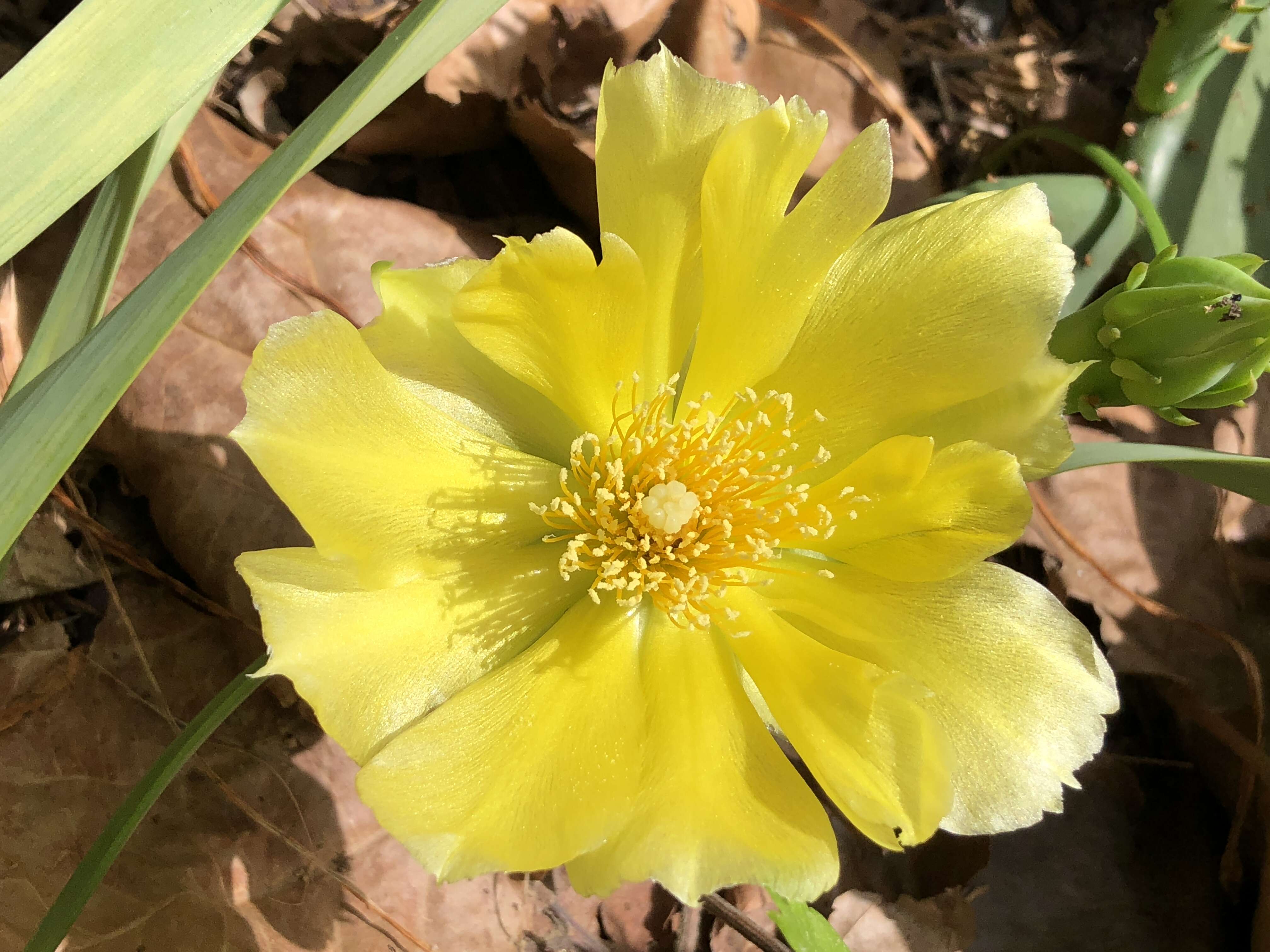 Image of Eastern Prickly Pear