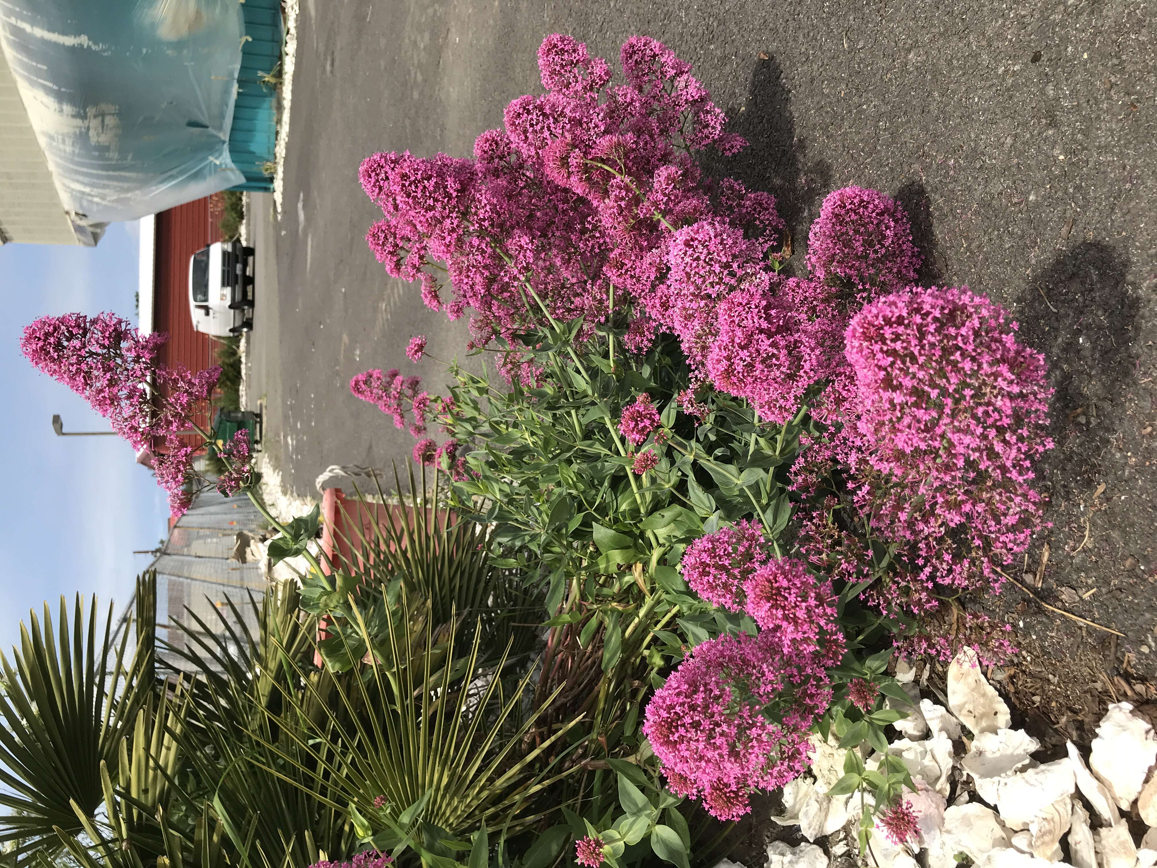 Image of Red Valerian