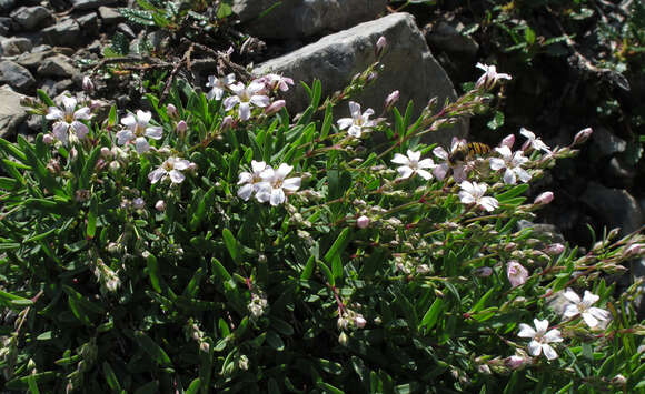 Image de Gypsophile rampante