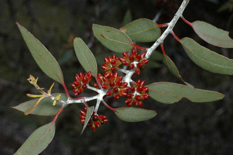 Image of Eucalyptus desmondensis Maiden & Blakely