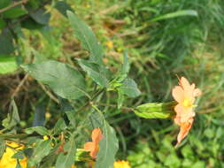 Imagem de Crossandra infundibuliformis (L.) Nees