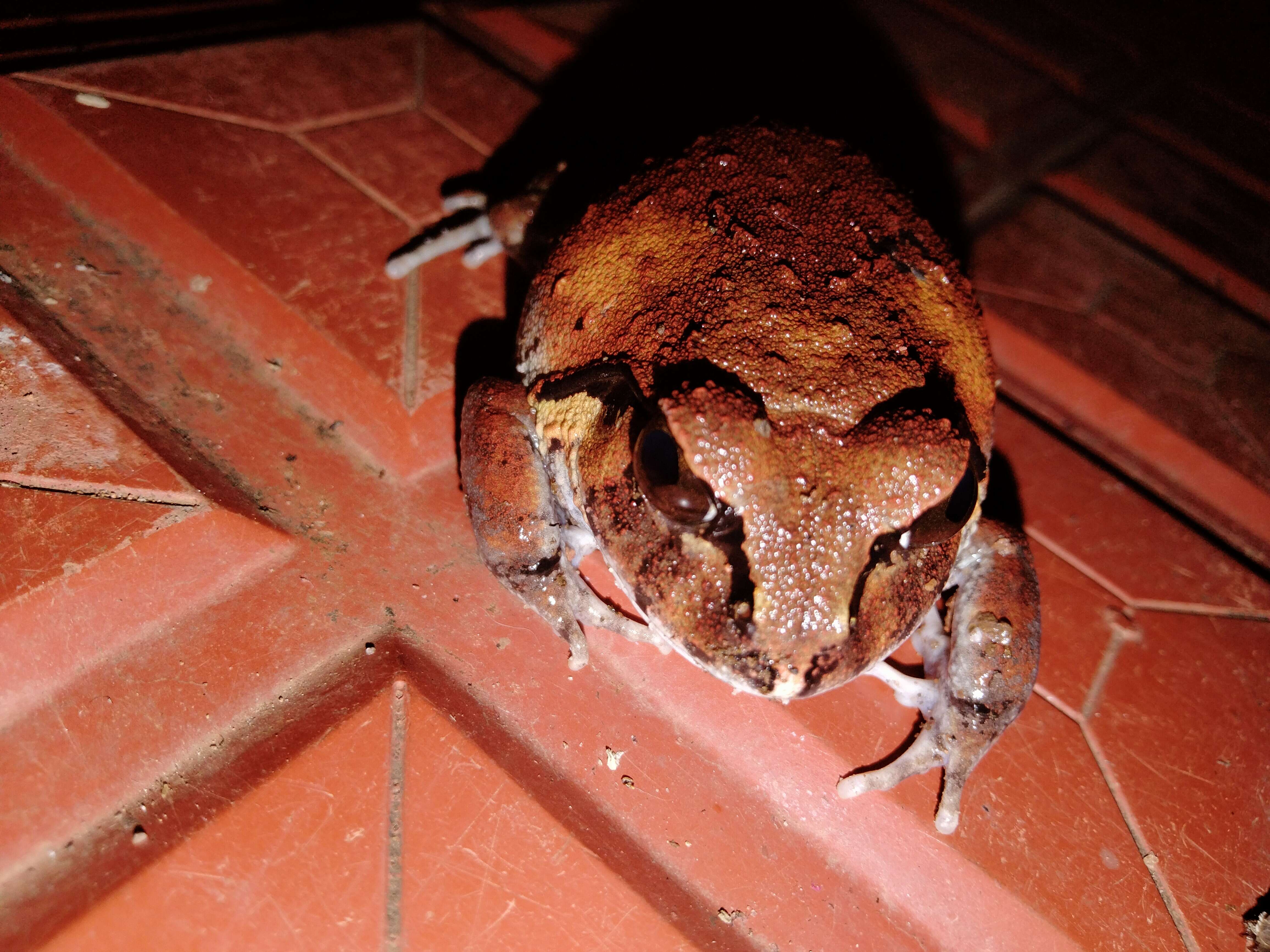 Image of Burrowing frog