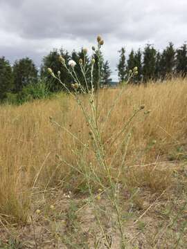 Image of spotted knapweed