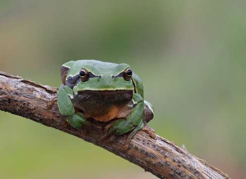 Image de Hyla molleri Bedriaga 1889