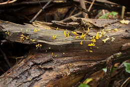 Image of Calocera cornea (Batsch) Fr. 1827