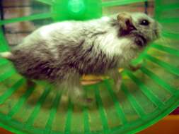 Image of hamsters