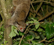 Image of Brown Greater Galago