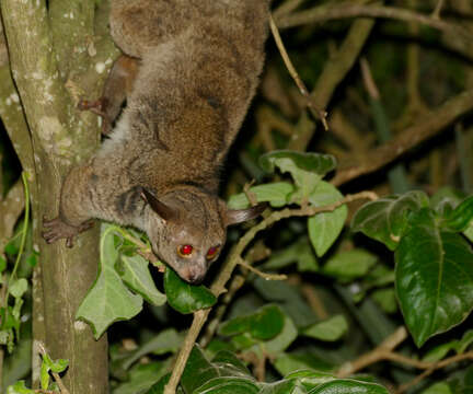 Image of Brown Greater Galago