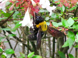 Image of Japanese carpenter bee