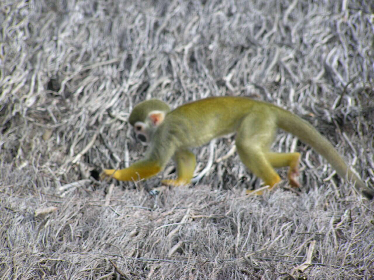Image of Common Squirrel Monkey