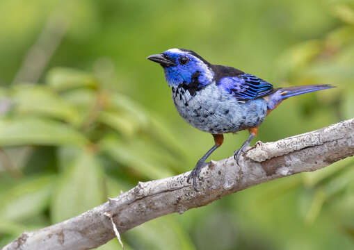 Image of Silvery-breasted Tanager