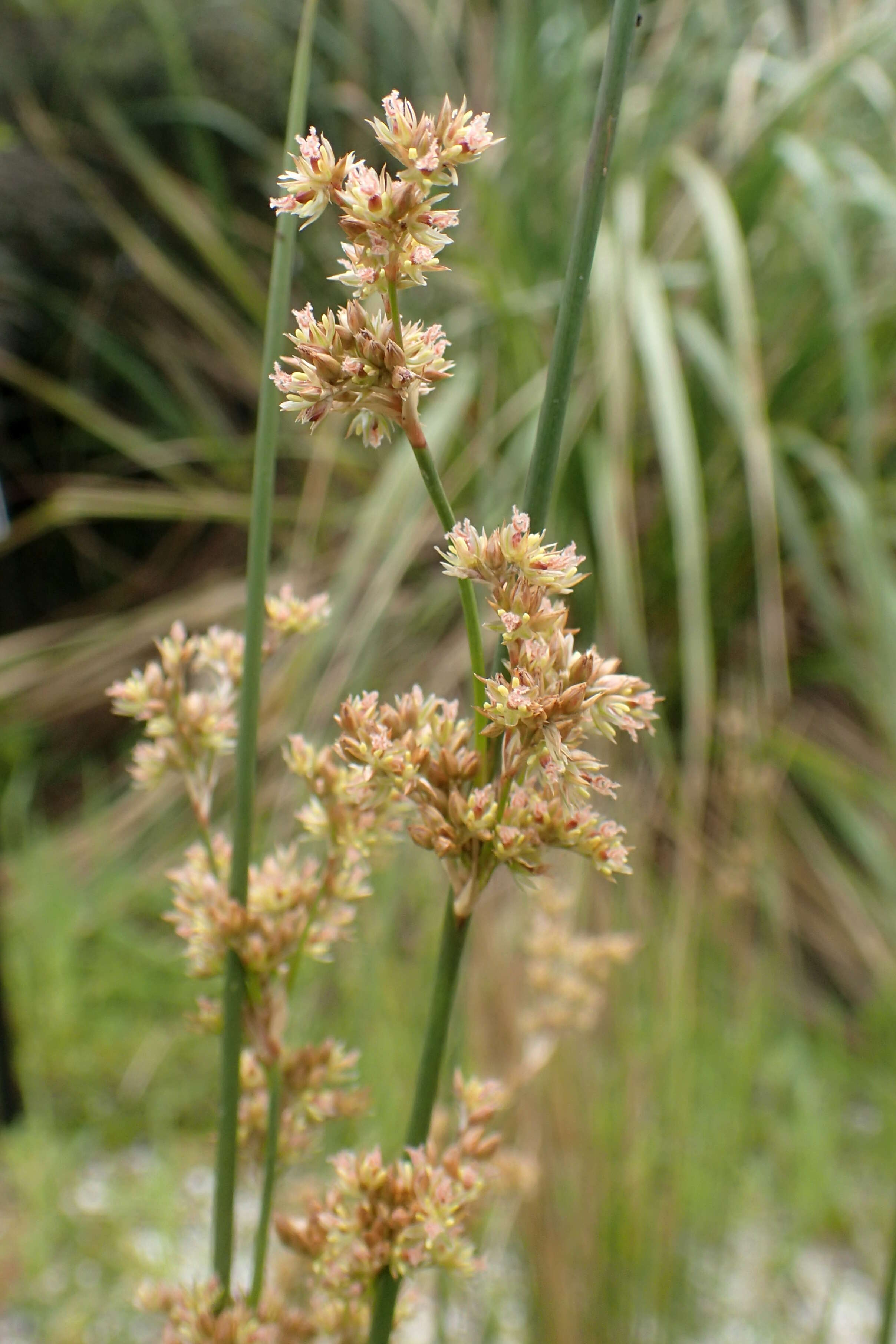 Image of Juncus australis J. D. Hook.