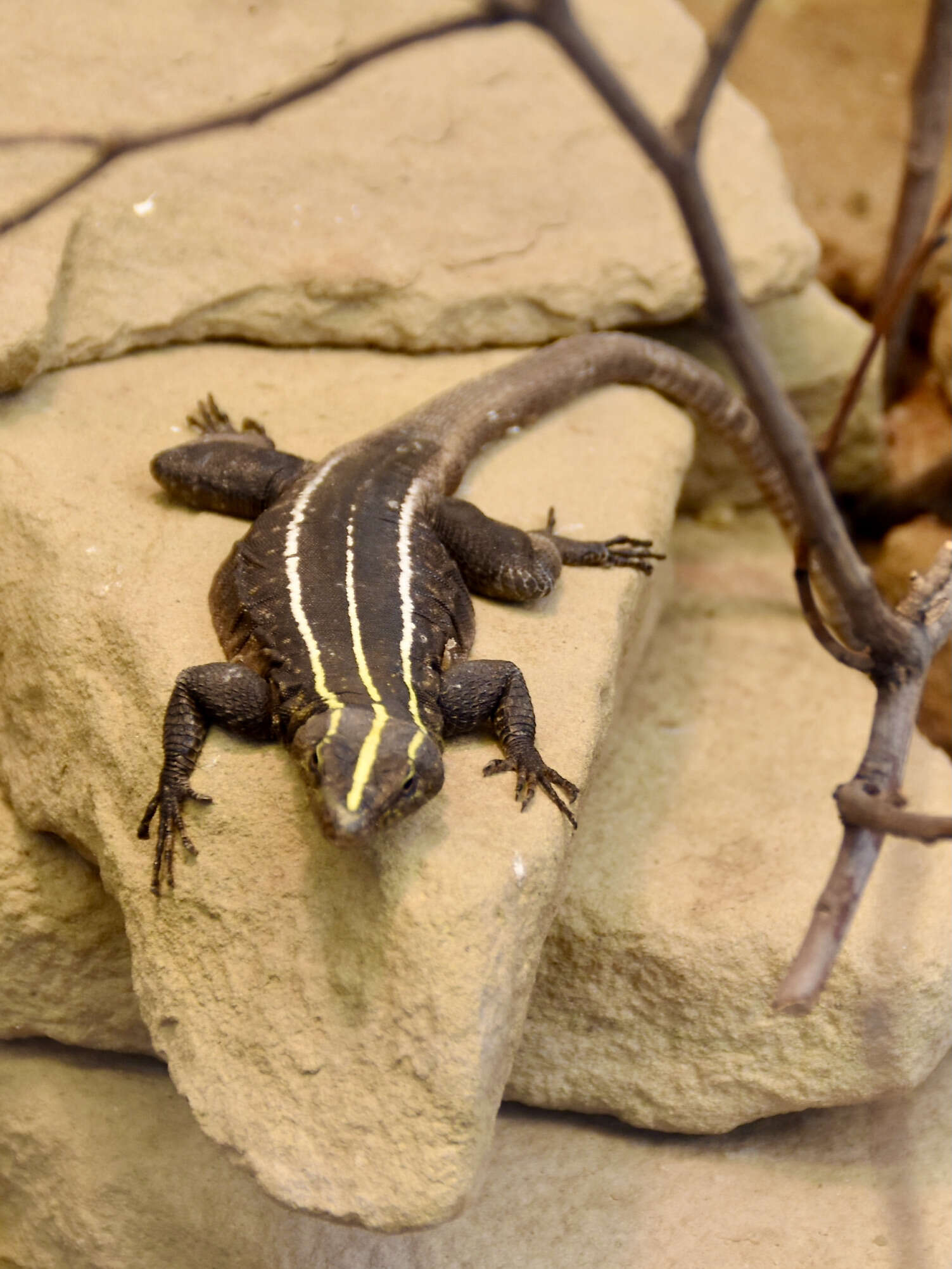 Image of Emperor Flat Lizard