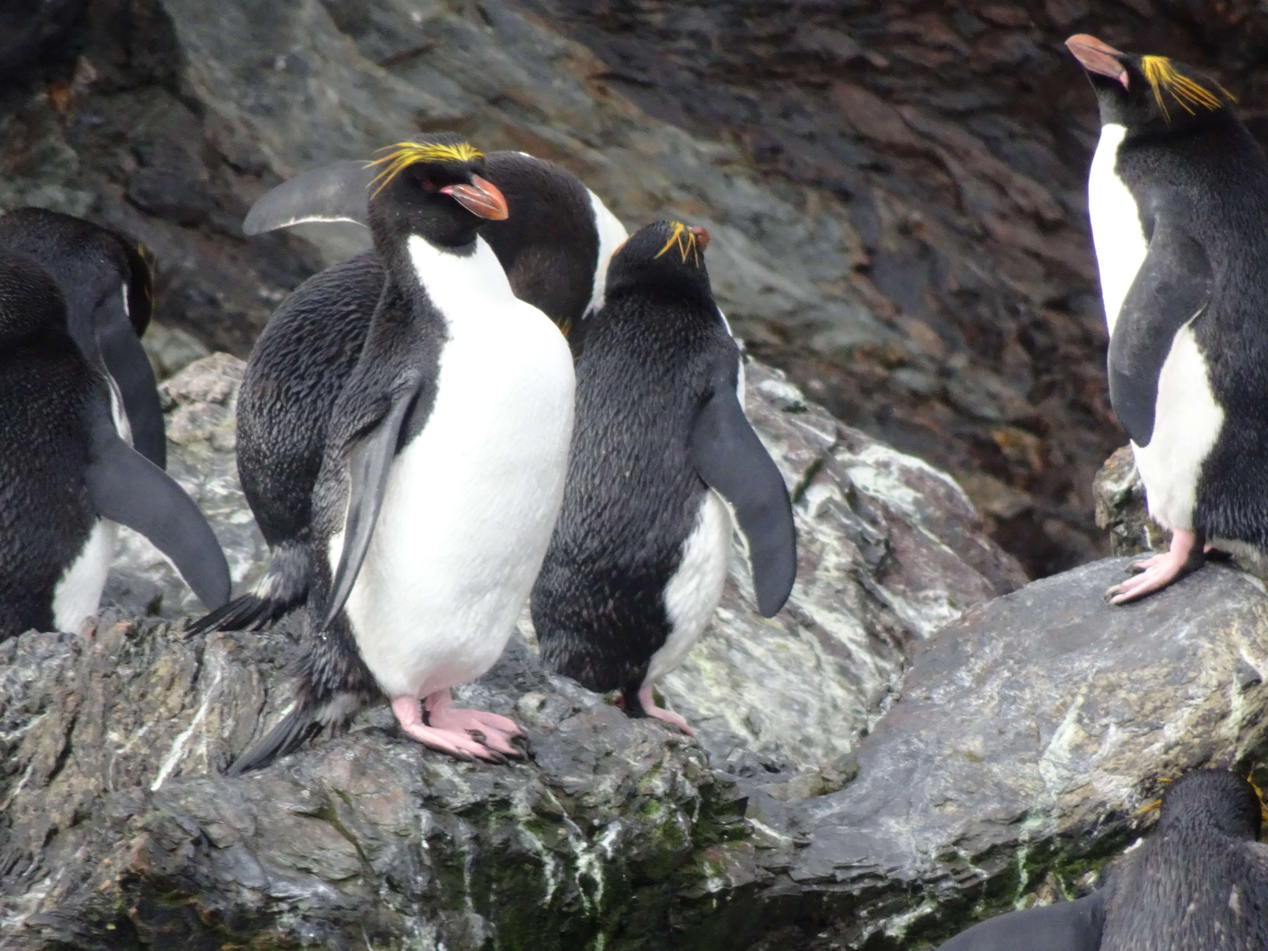 Image of Macaroni Penguin