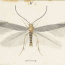 Image of Batrachedra filicicola Meyrick 1917