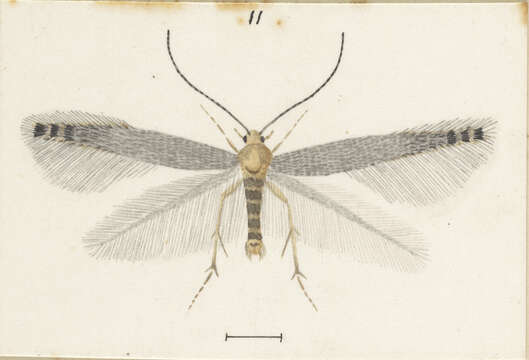 Image of Batrachedra filicicola Meyrick 1917