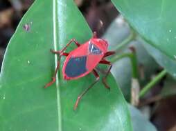 Image of Probergrothius Sexpunctatus